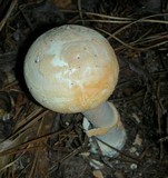 Amanita roseitincta image
