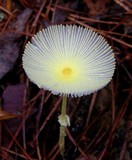 Leucocoprinus fragilissimus image