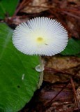 Leucocoprinus fragilissimus image