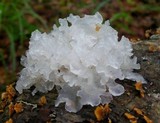 Tremella fuciformis image