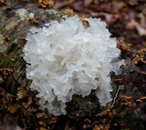 Tremella fuciformis image