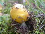 Amanita flavorubens image