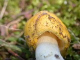 Amanita flavorubens image