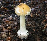 Amanita praecox image