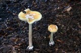 Amanita praecox image