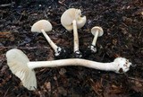 Amanita praecox image