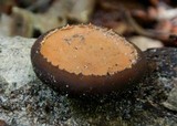 Galiella rufa image