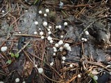 Marasmius capillaris image