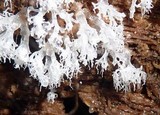 Ceratiomyxa fruticulosa var. fruticulosa image