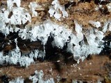 Ceratiomyxa fruticulosa var. fruticulosa image