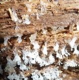 Ceratiomyxa fruticulosa var. fruticulosa image