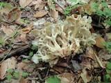 Polyporus umbellatus image