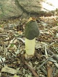 Phallus ravenelii image