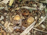 Phallus ravenelii image