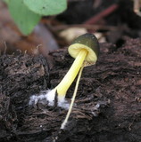 Pluteus romellii image