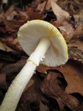 Amanita flavorubens image