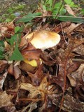 Amanita flavorubens image