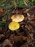 Amanita flavorubens image