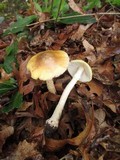 Amanita flavorubens image