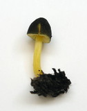 Pluteus romellii image