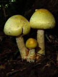 Agaricus auricolor image