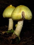 Agaricus auricolor image