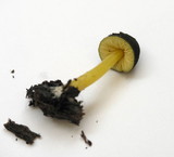 Pluteus romellii image