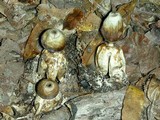 Geastrum quadrifidum image