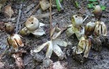Geastrum quadrifidum image
