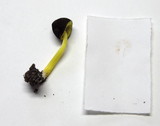 Pluteus romellii image