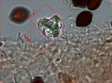 Panaeolus rubricaulis image