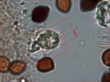 Panaeolus rubricaulis image