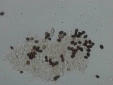 Panaeolus rubricaulis image