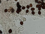 Panaeolus rubricaulis image