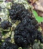 Exidia nigricans image