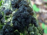 Exidia nigricans image