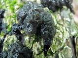 Exidia nigricans image