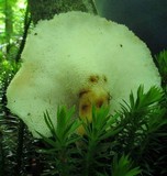 Bresadolia craterella image