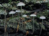 Mycena subcaerulea image