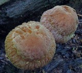 Psathyrella delineata image