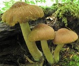 Psathyrella delineata image