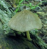 Pluteus longistriatus image