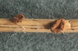 Perrotia distincta image