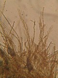 Perrotia distincta image