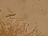 Perrotia distincta image