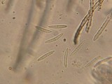 Perrotia distincta image