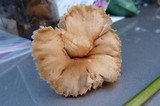 Marasmius oreades image