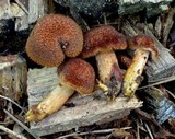 Tricholomopsis formosa image