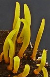 Calocera cornea image