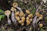 Pachycudonia monticola image